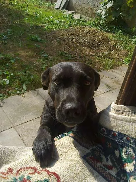 Cachorro ra a SRD idade 2 anos nome Princesa