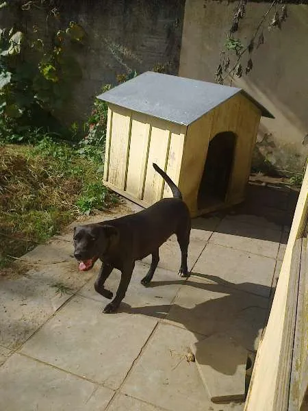 Cachorro ra a SRD idade 2 anos nome Princesa