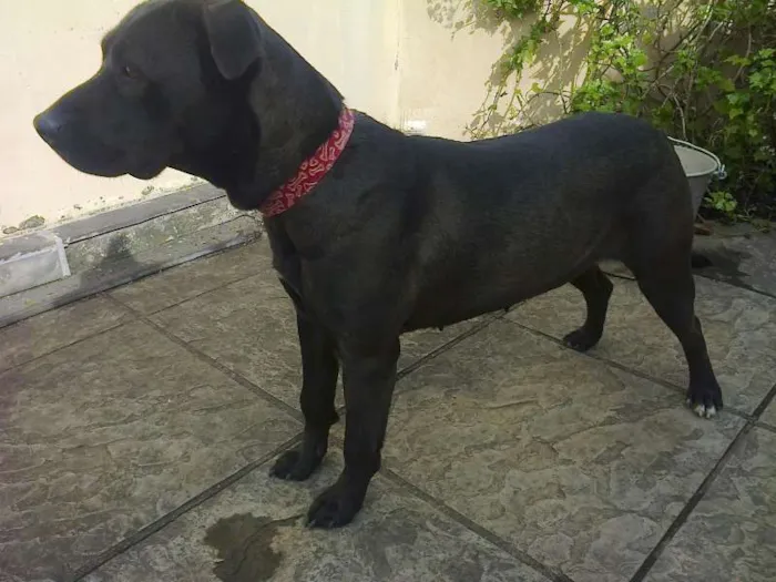 Cachorro ra a SRD idade 2 anos nome Princesa