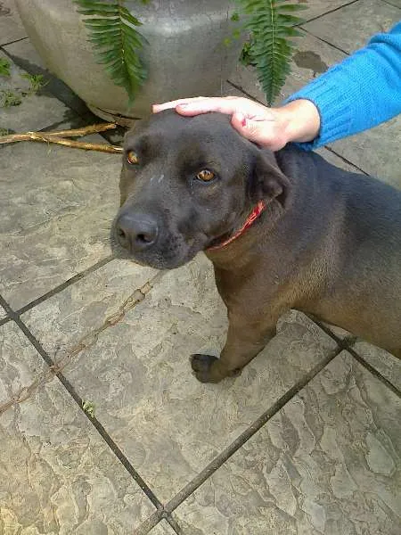 Cachorro ra a SRD idade 2 anos nome Princesa