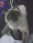 BRAMQUINHO