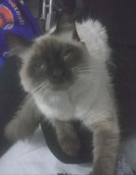 Gato ra a Siamês idade  nome BRAMQUINHO