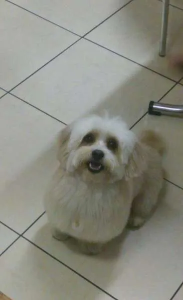 Cachorro ra a Lhasa Apso idade 5 anos nome Franz GRATIFICA