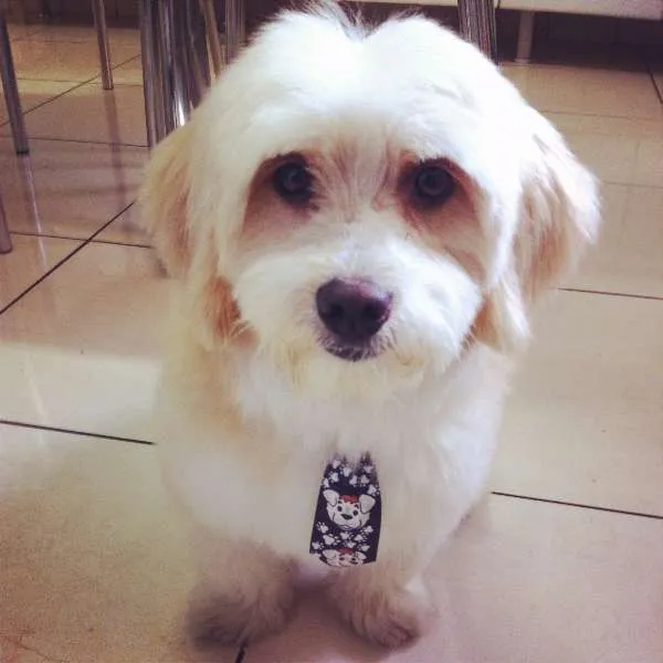 Cachorro ra a Lhasa Apso idade 5 anos nome Franz GRATIFICA