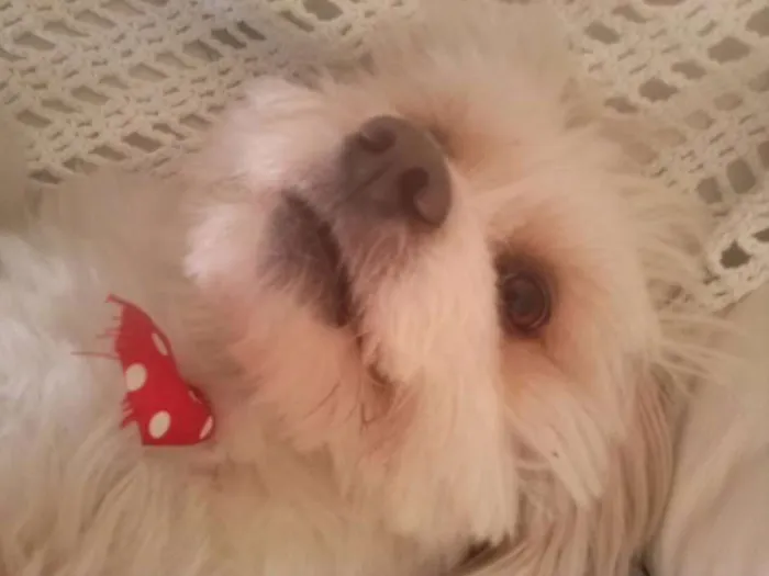 Cachorro ra a Lhasa Apso idade 5 anos nome Franz GRATIFICA