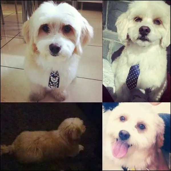 Cachorro ra a Lhasa Apso idade 5 anos nome Franz GRATIFICA