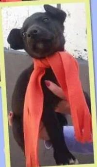 Cachorro ra a SRD idade 2 a 6 meses nome Tina (filhote)