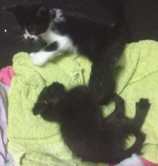 Gato ra a SRD idade Abaixo de 2 meses nome Sem Nome
