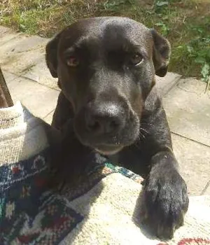 Cachorro raça SRD idade 2 anos nome Princesa