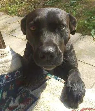Cachorro ra a SRD idade 2 anos nome Princesa
