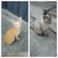 Cinzento e Dourado