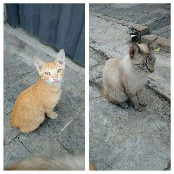 Gato ra a SRD idade 7 a 11 meses nome Cinzento e Dourado