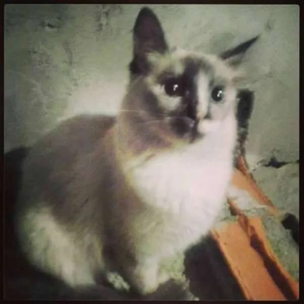 Gato ra a SRD idade 3 anos nome Joana