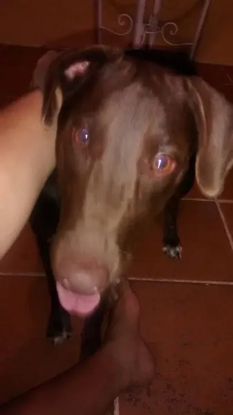 Cachorro raça labrador misturada  idade 1 ano nome Kedra