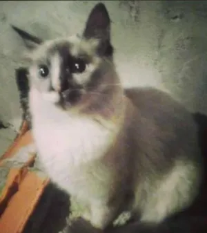 Gato raça SRD idade 3 anos nome Joana