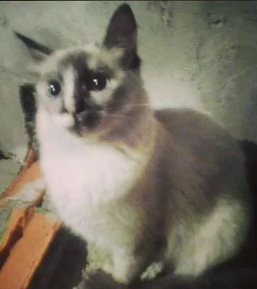 Gato ra a SRD idade 3 anos nome Joana