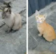Cinzento e Dourado