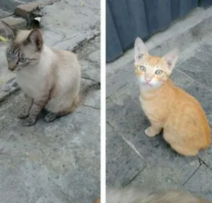 Gato raça SRD idade 7 a 11 meses nome Cinzento e Dourado