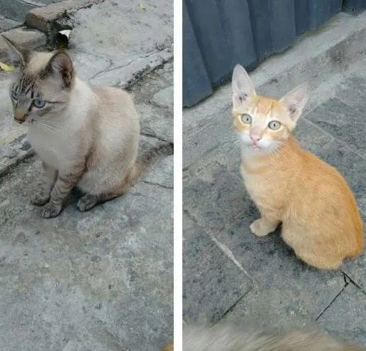 Gato ra a SRD idade 7 a 11 meses nome Cinzento e Dourado