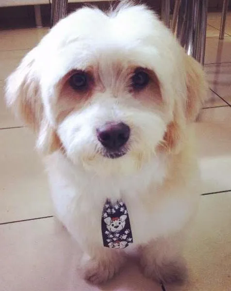 Cachorro ra a Lhasa Apso idade 5 anos nome Franz GRATIFICA