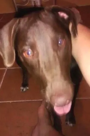 Cachorro raça labrador misturada  idade 1 ano nome Kedra