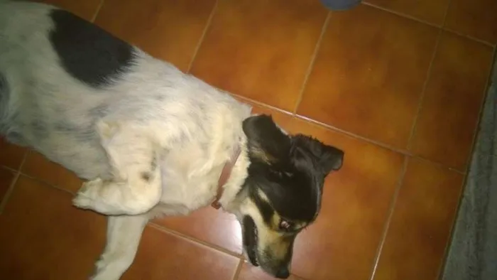 Cachorro ra a SRD idade 2 anos nome Desconhecido