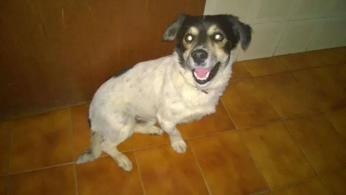 Cachorro ra a SRD idade 2 anos nome Desconhecido