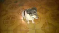 Desconhecido