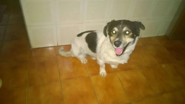 Cachorro ra a SRD idade 2 anos nome Desconhecido
