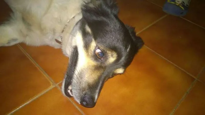 Cachorro ra a SRD idade 2 anos nome Desconhecido