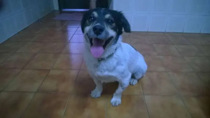 Cachorro ra a SRD idade 2 anos nome Desconhecido
