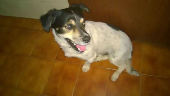 Cachorro ra a SRD idade 2 anos nome Desconhecido