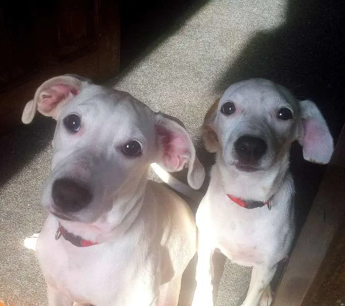 Cachorro raça SRD idade 2 anos nome Meiga e Senhorita