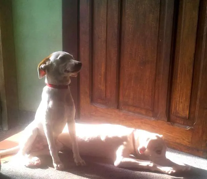 Cachorro raça SRD idade 2 anos nome Meiga e Senhorita