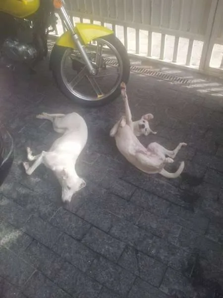 Cachorro raça SRD idade 2 anos nome Meiga e Senhorita