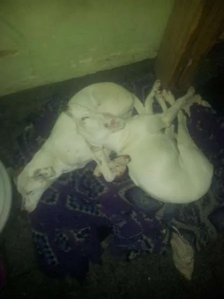 Cachorro raça SRD idade 2 anos nome Meiga e Senhorita