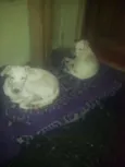 Meiga e Senhorita