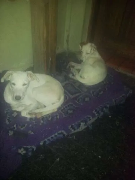 Cachorro raça SRD idade 2 anos nome Meiga e Senhorita