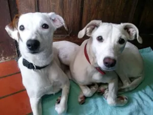 Cachorro raça SRD idade 2 anos nome Meiga e Senhorita