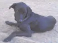 Negão