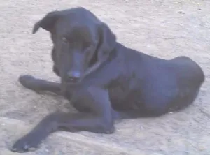 Cachorro raça Labrador idade 2 anos nome Negão