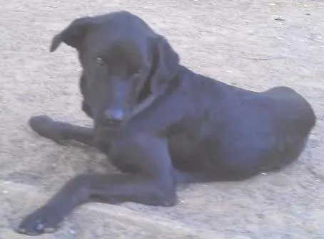 Cachorro ra a Labrador idade 2 anos nome Negão