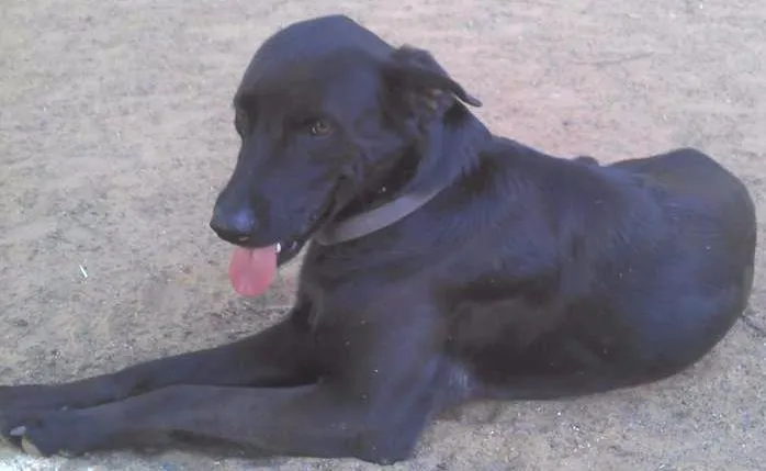 Cachorro ra a Labrador idade 2 anos nome Negão