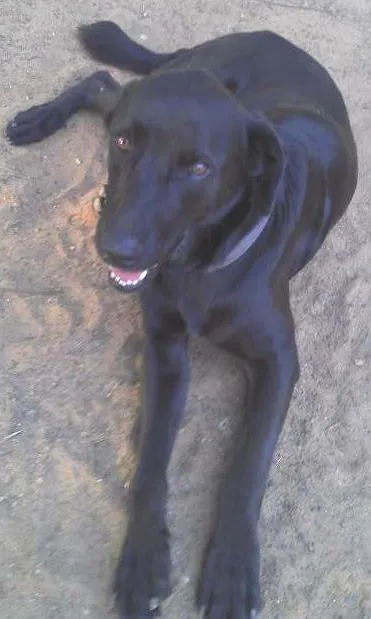 Cachorro ra a Labrador idade 2 anos nome Negão