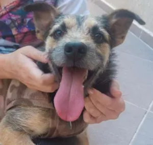 Cachorro raça SRD idade 1 ano nome Estopinha