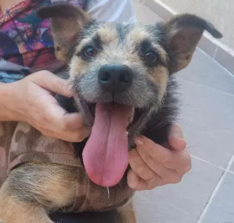Cachorro ra a SRD idade 1 ano nome Estopinha