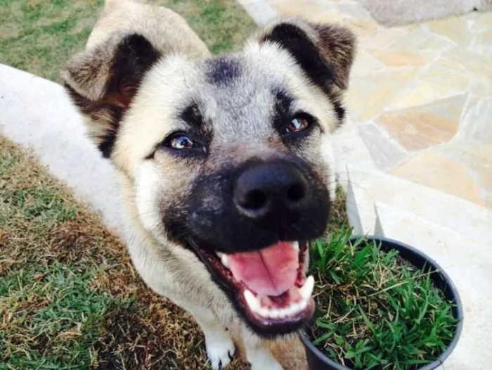 Cachorro ra a SRD idade 7 a 11 meses nome lalla 