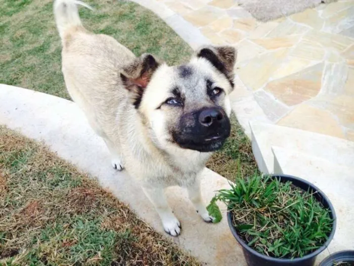 Cachorro ra a SRD idade 7 a 11 meses nome lalla 