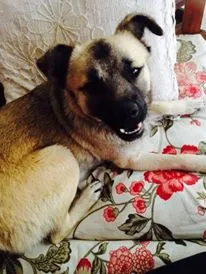 Cachorro ra a SRD idade 7 a 11 meses nome lalla 