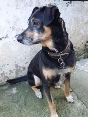 Cachorro raça Vira Lata idade 4 anos nome Lola